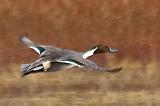 Duck In Flight_73013